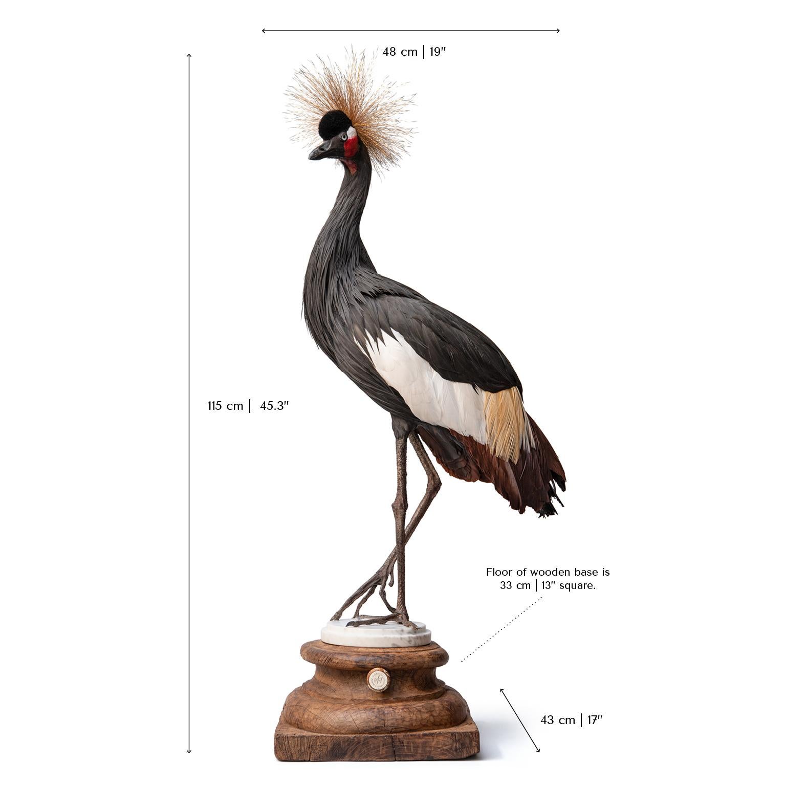 Fine Taxidermy Black Crowned Crane by Sinke & Van Tongeren 4