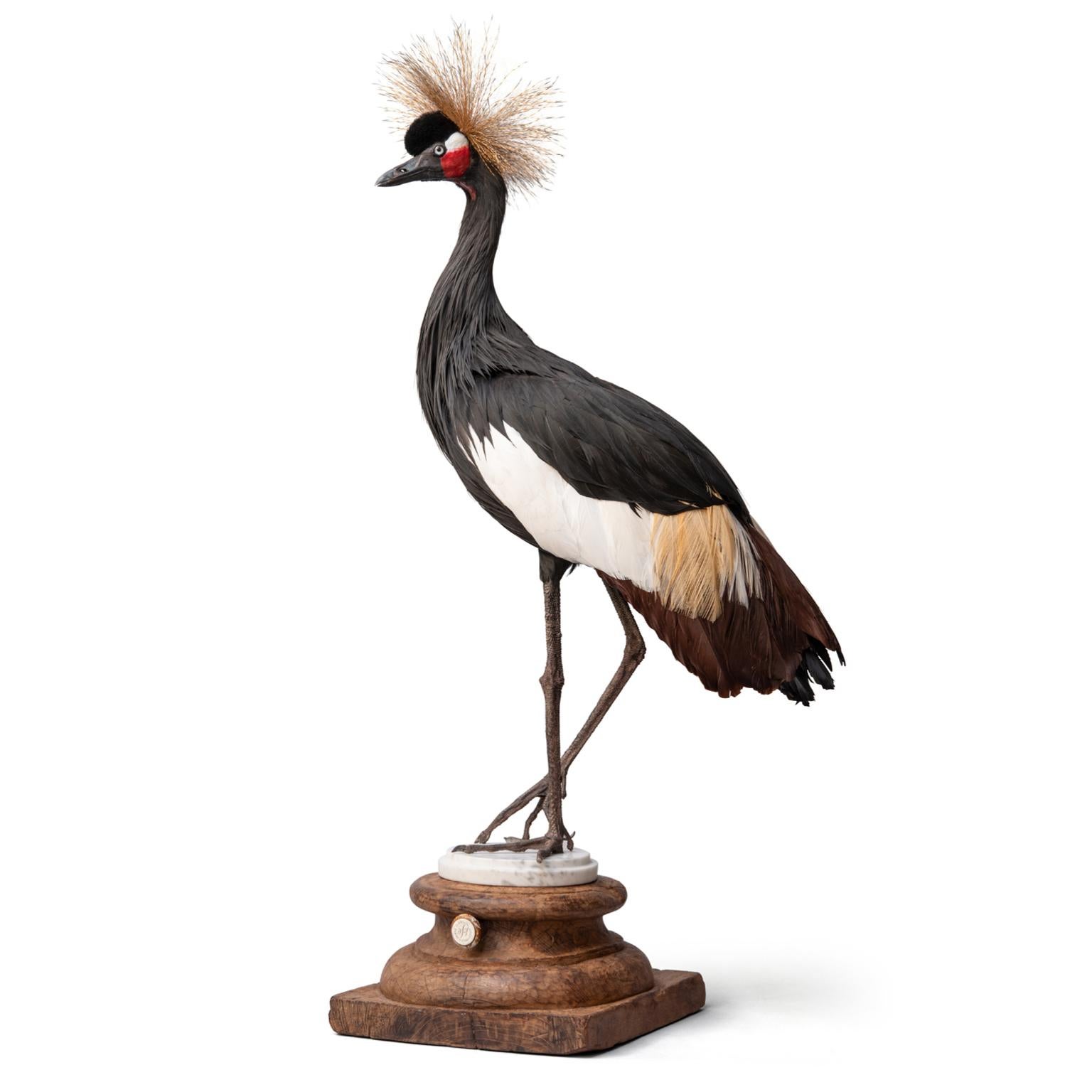 Fine Taxidermy Black Crowned Crane by Sinke & Van Tongeren 5