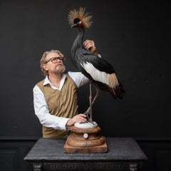 Fine Taxidermy Black Crowned Crane by Sinke & Van Tongeren