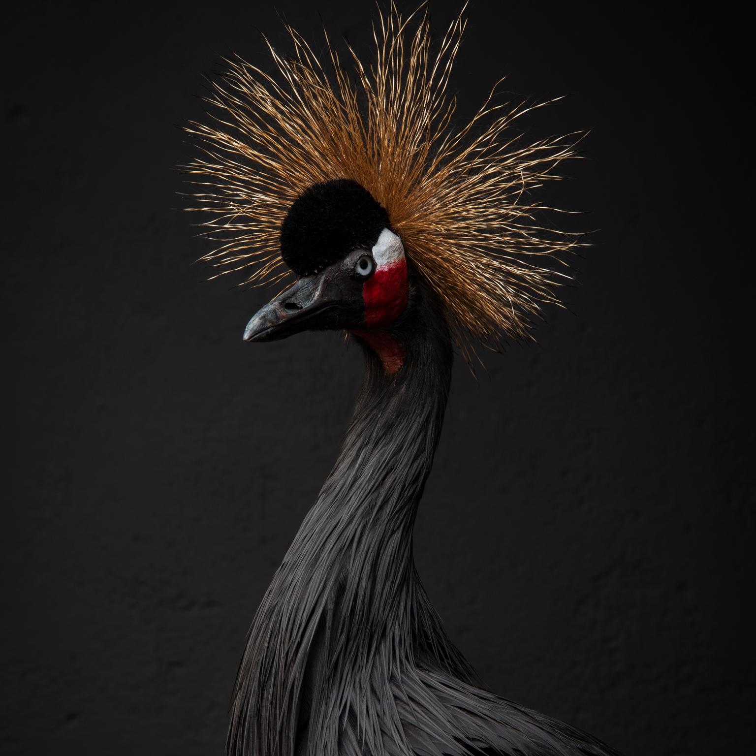 Fine Taxidermy Black Crowned Crane by Sinke & Van Tongeren In Excellent Condition In Haarlem, NL