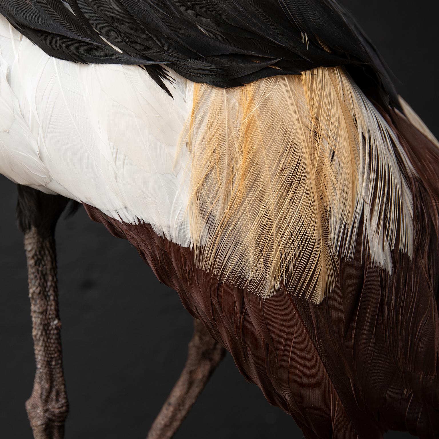 Contemporary Fine Taxidermy Black Crowned Crane by Sinke & Van Tongeren