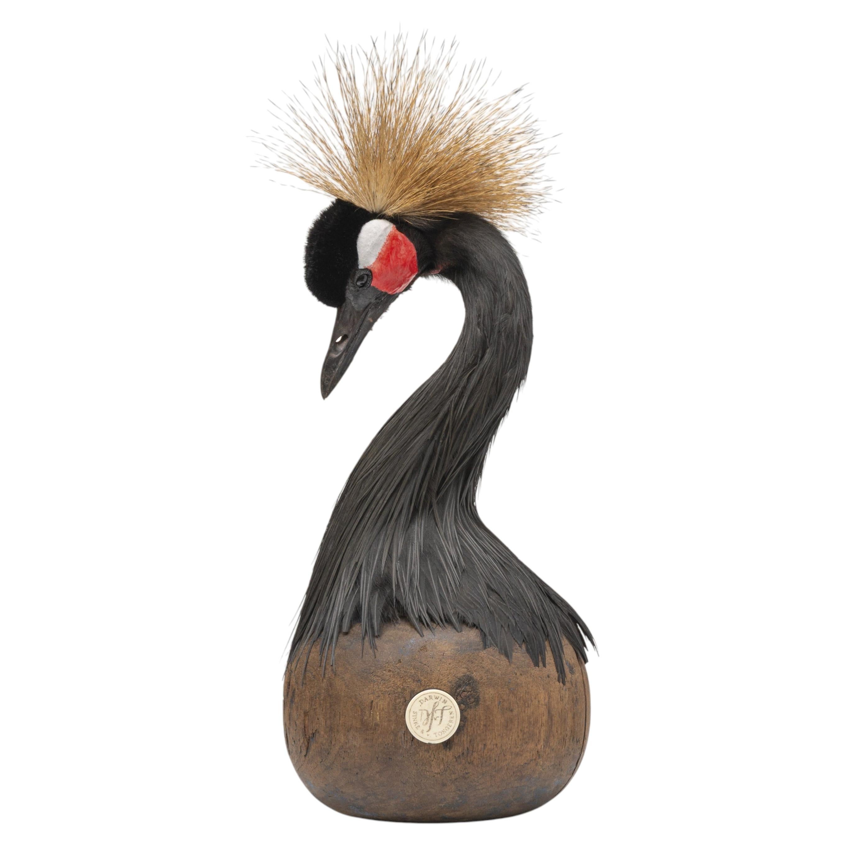 Taxidermie fine Grue couronnée noire Sinke & Van Tongeren