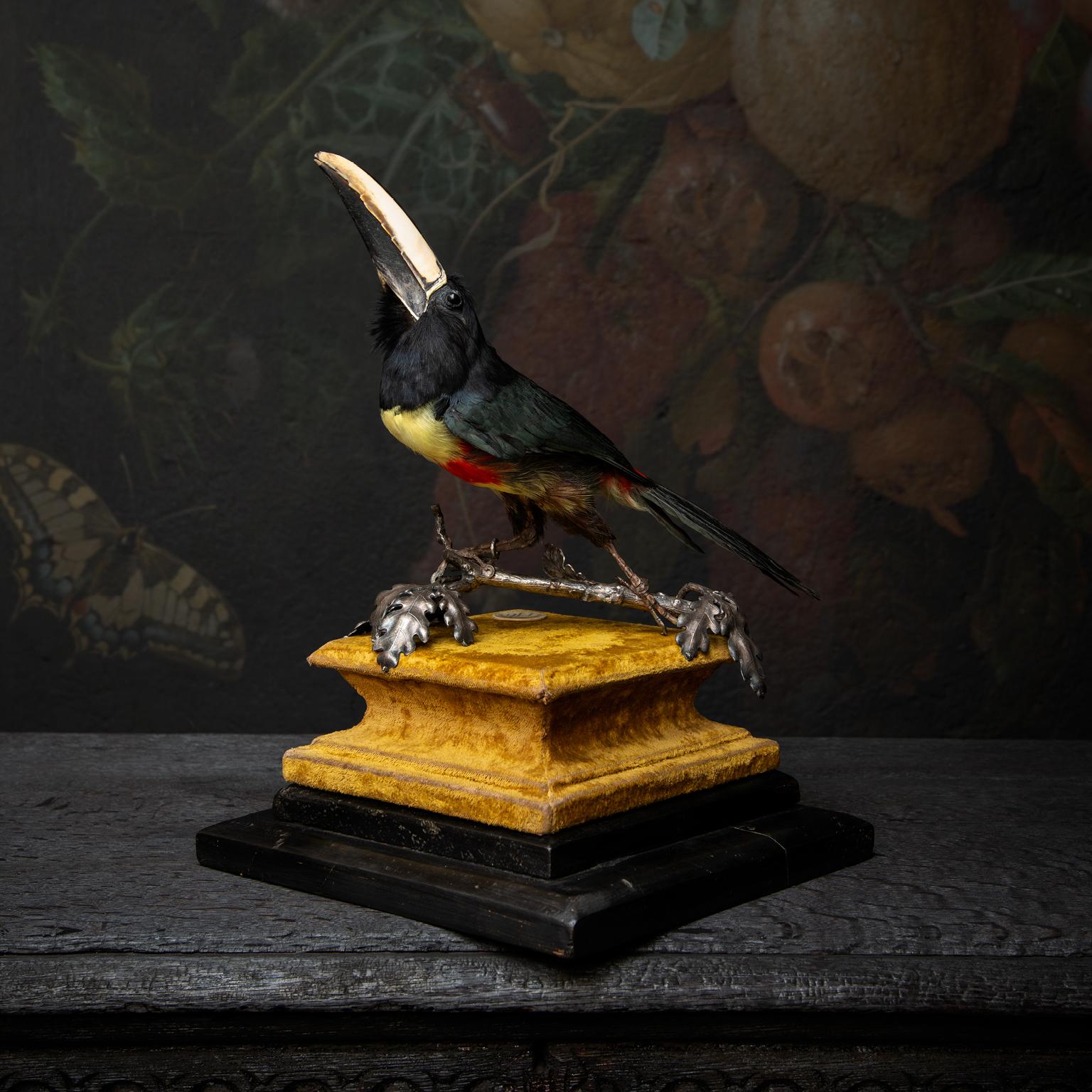The Black-necked Aracari (Pteroglossus aracari) is part of the Toucan family. This one is striking a pose on a silver plated branch with silver plated oak leaves lying around. This all sits on an antique velvet base and ebonized wood. A proud piece.