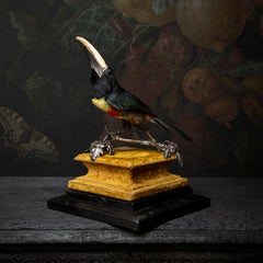 Fine Taxidermy Black-Necked Aracari by Sinke & Van Tongeren
