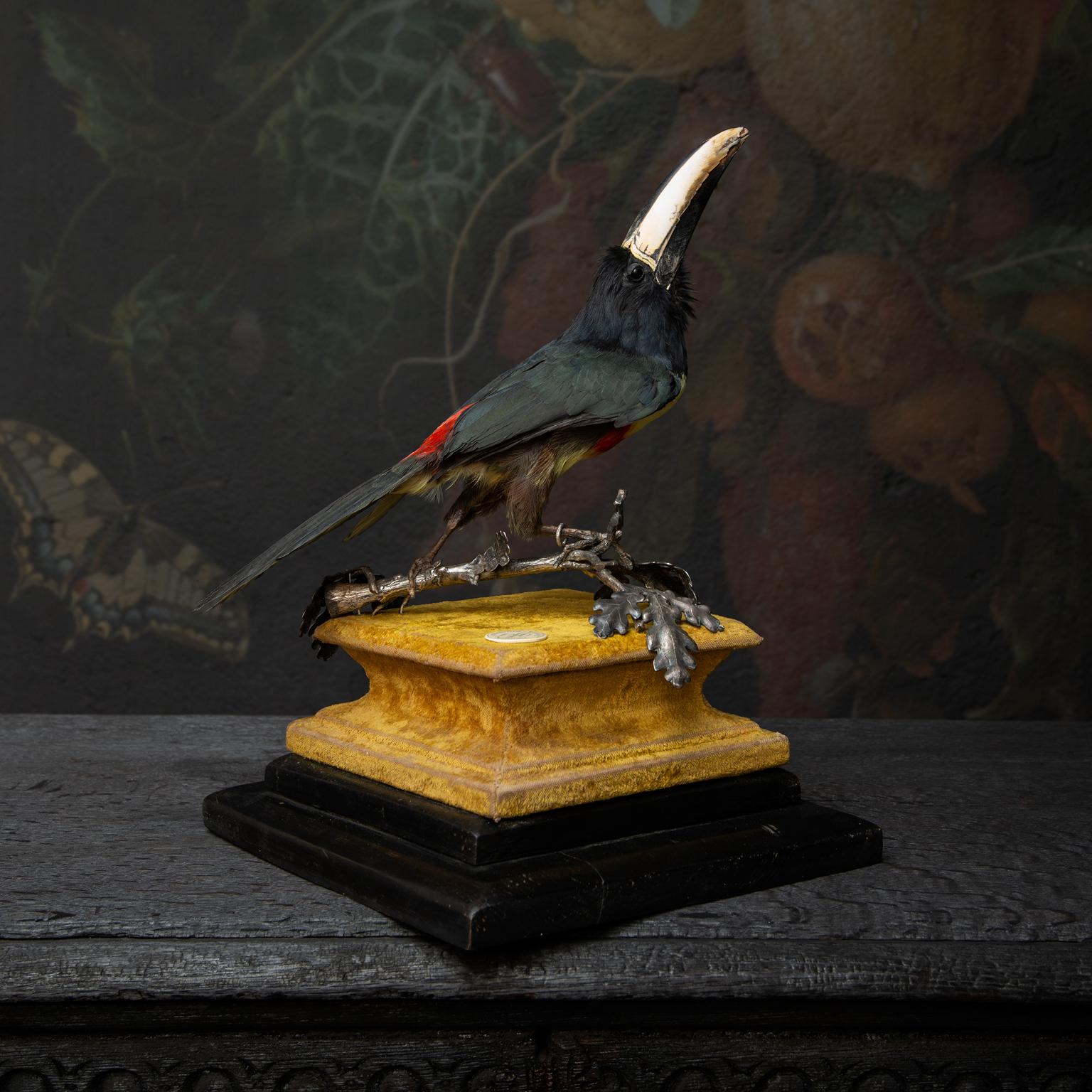 Contemporary Fine Taxidermy Black-Necked Aracari by Sinke & Van Tongeren