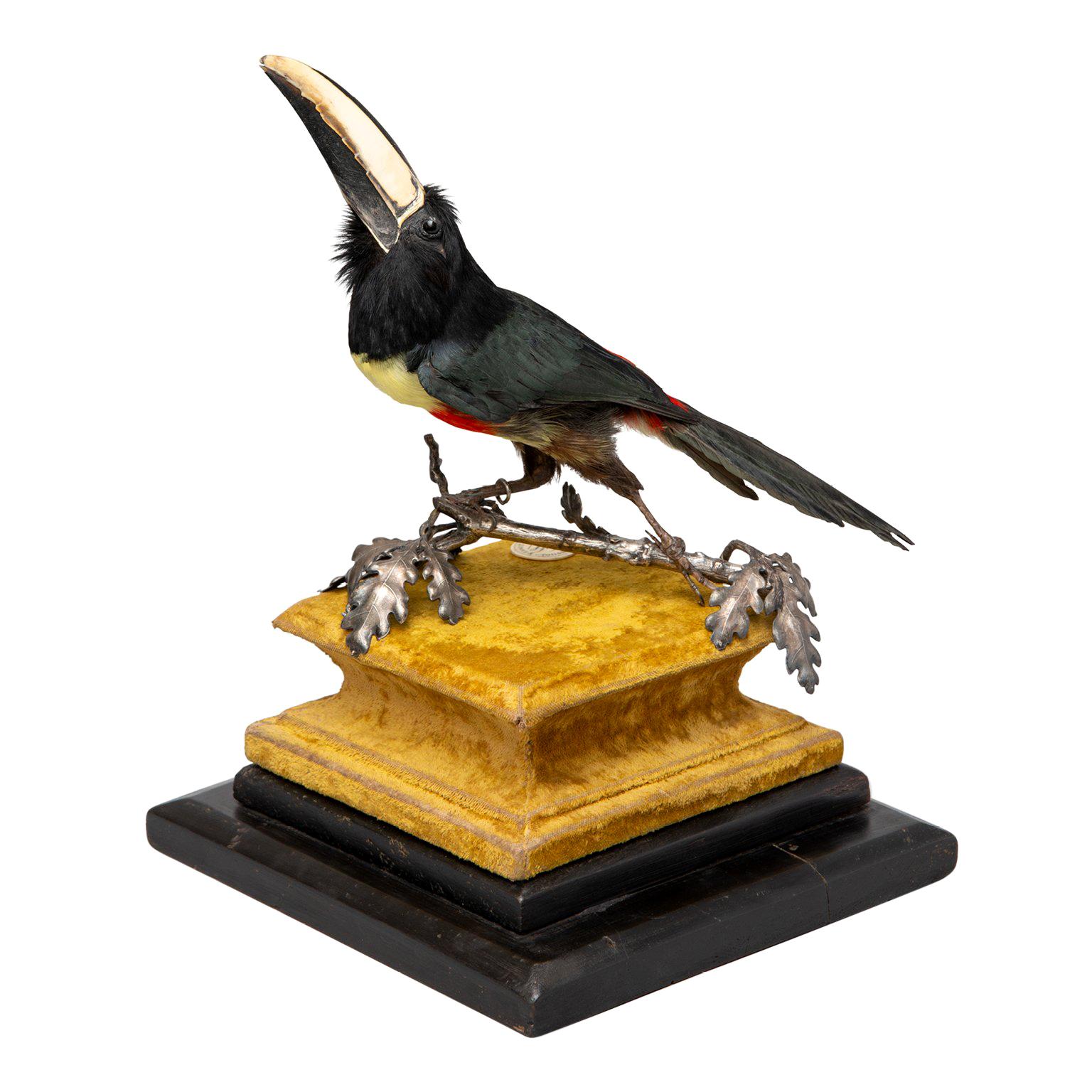 Fine Taxidermy Black-Necked Aracari by Sinke 
Van Tongeren