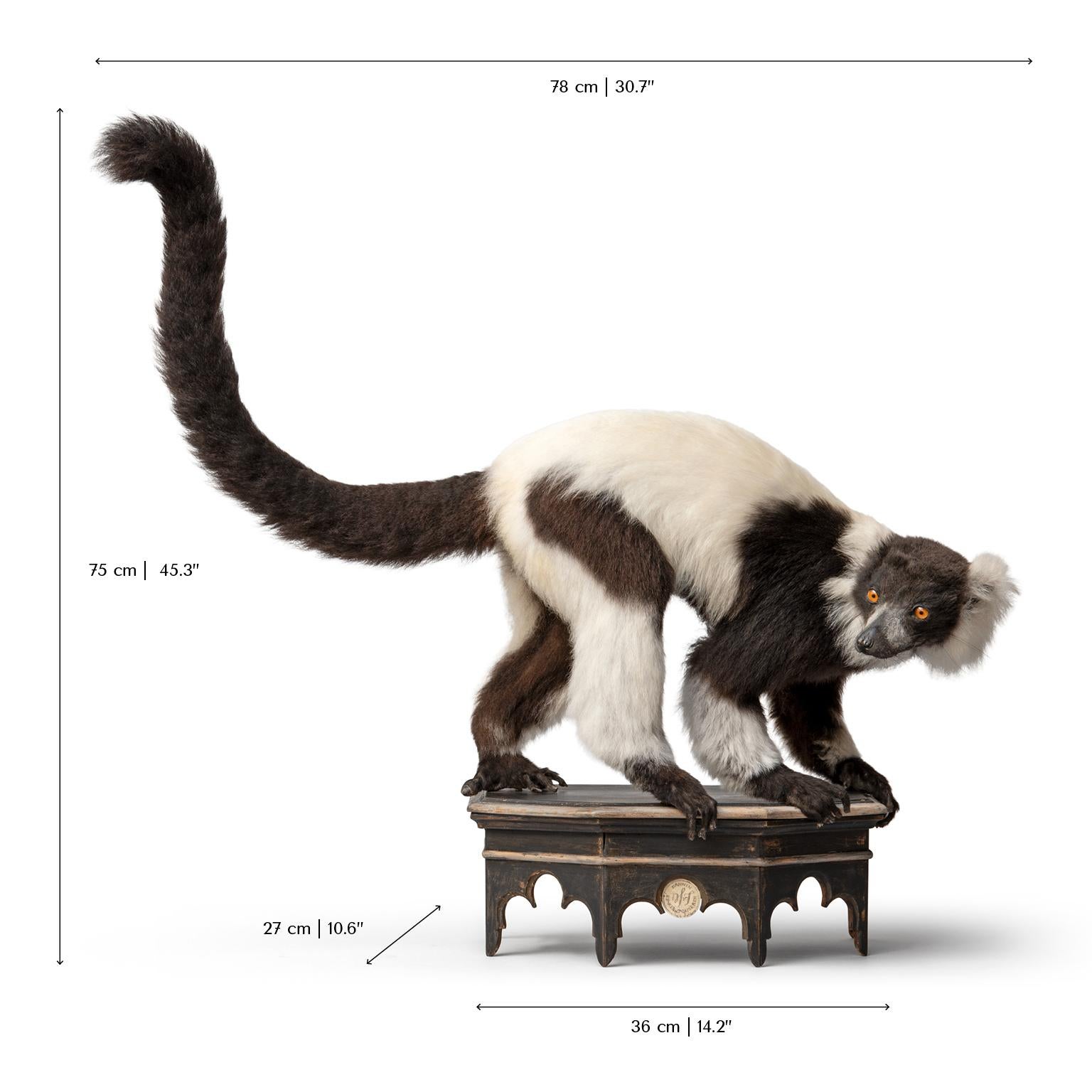 Taxidermie fine du lémurien huppé noir et blanc par Sinke & Van Tongeren 5