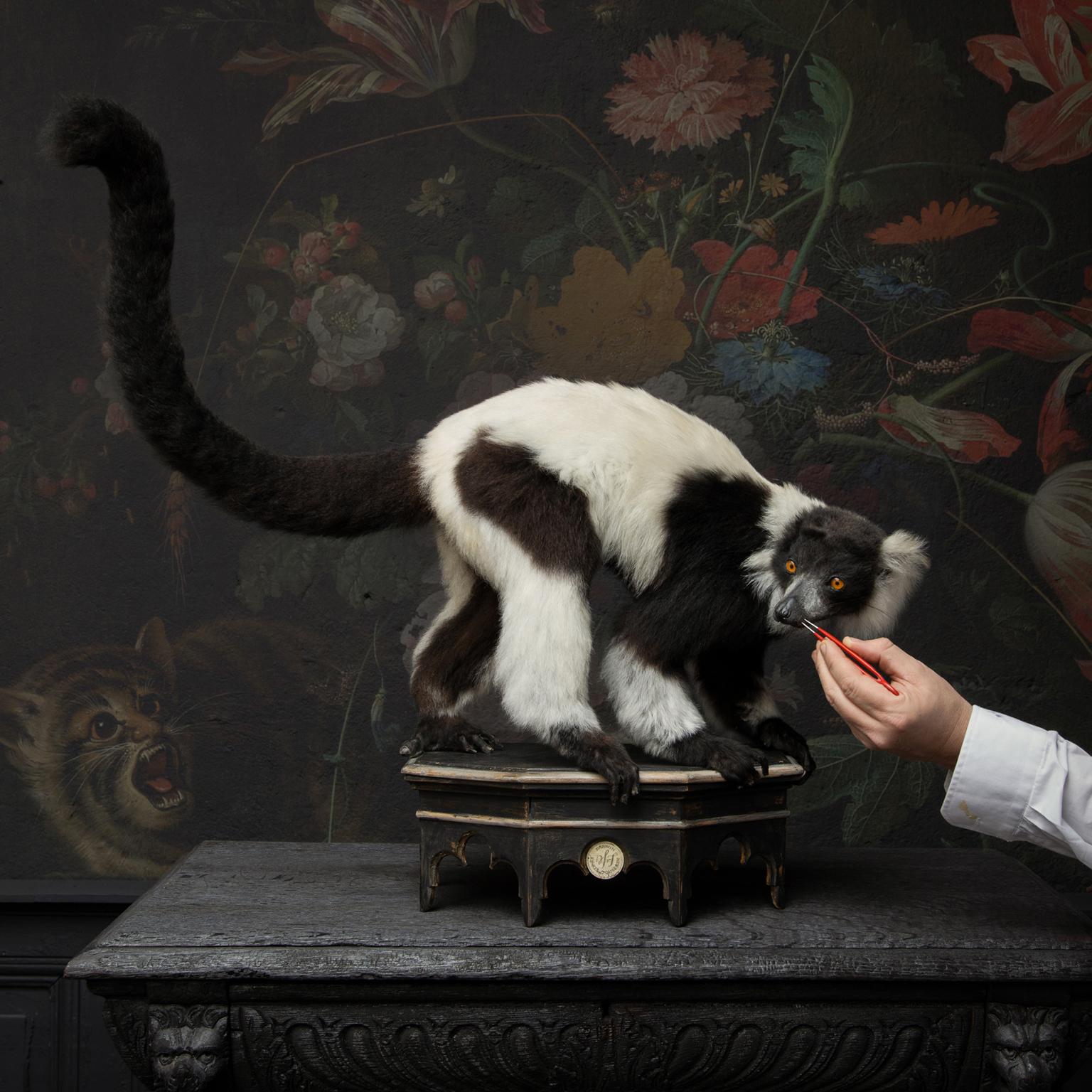 Taxidermie fine du lémurien huppé noir et blanc par Sinke & Van Tongeren Excellent état à Haarlem, NL