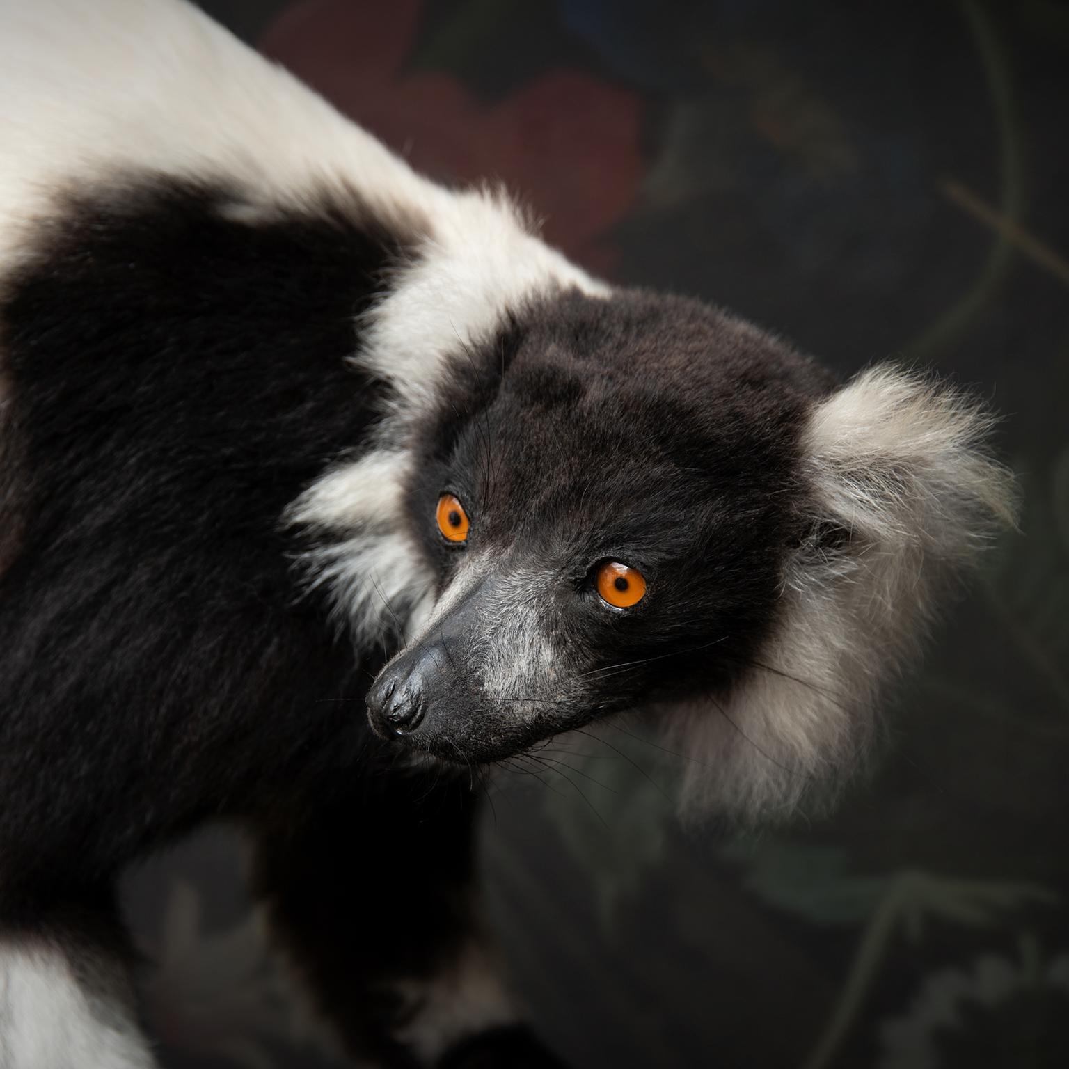 XXIe siècle et contemporain Taxidermie fine du lémurien huppé noir et blanc par Sinke & Van Tongeren