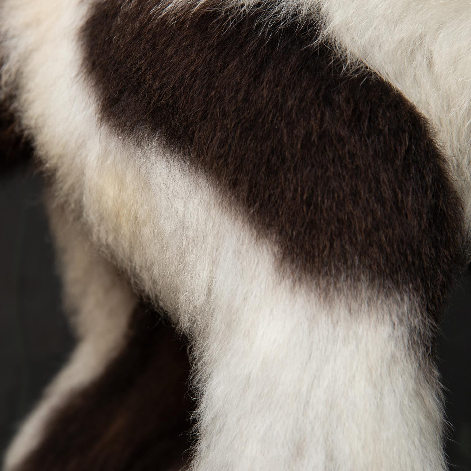 Taxidermie fine du lémurien huppé noir et blanc par Sinke & Van Tongeren 2