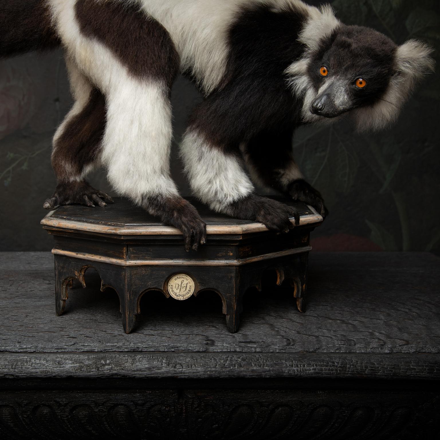 Taxidermie fine du lémurien huppé noir et blanc par Sinke & Van Tongeren 3