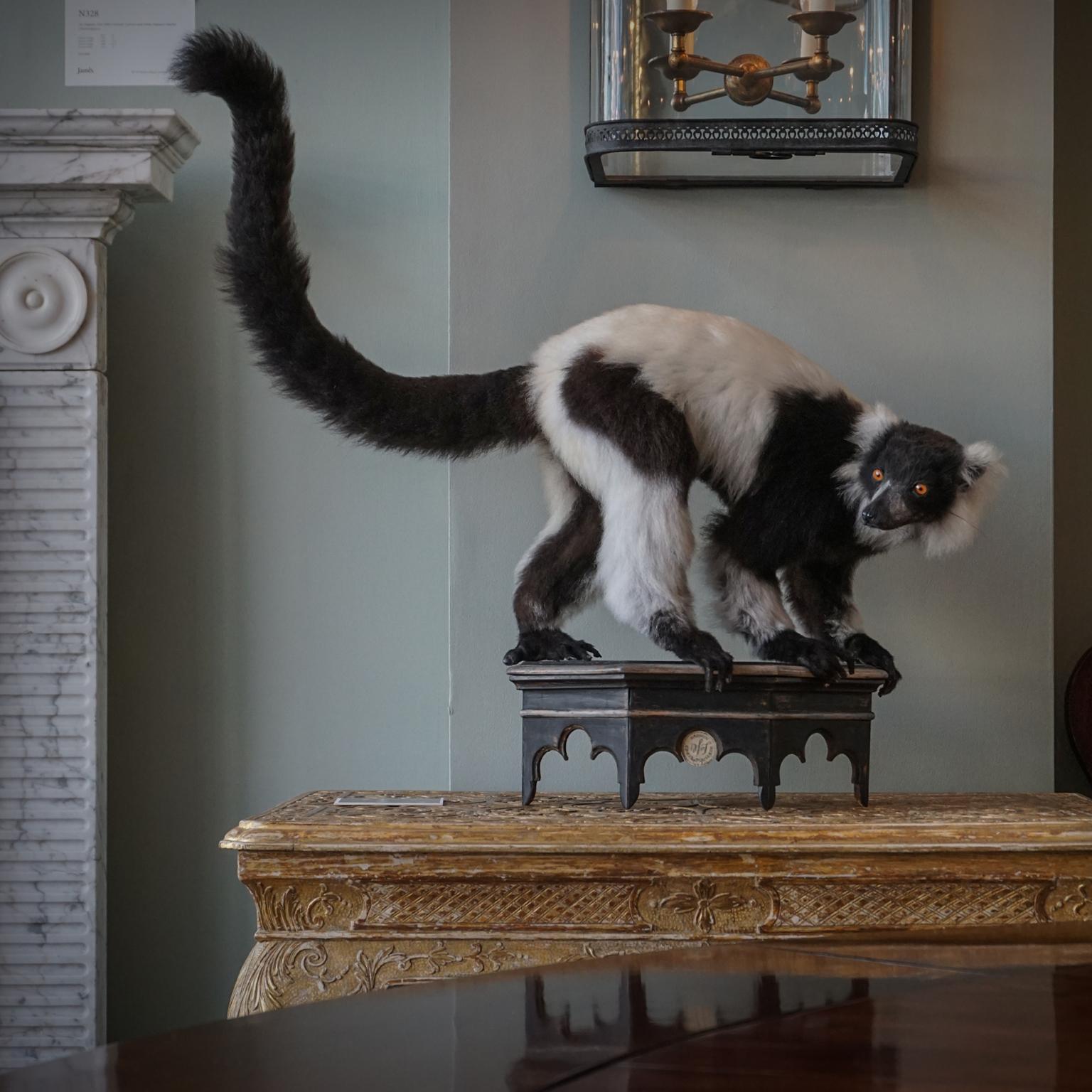 Taxidermie fine du lémurien huppé noir et blanc par Sinke & Van Tongeren 4