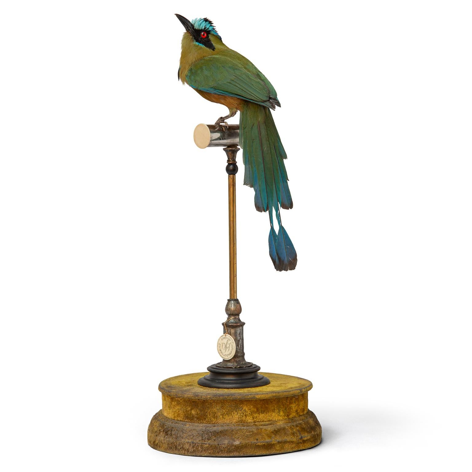 This colorful Motmot (Momotus coeruliceps) by Sinke & van Tongeren sits on a bespoke velvet and brass plinth. Showing off its beautiful tail feathers and bright blue capped head. It comes with a large glass dome. Smaller domes available on