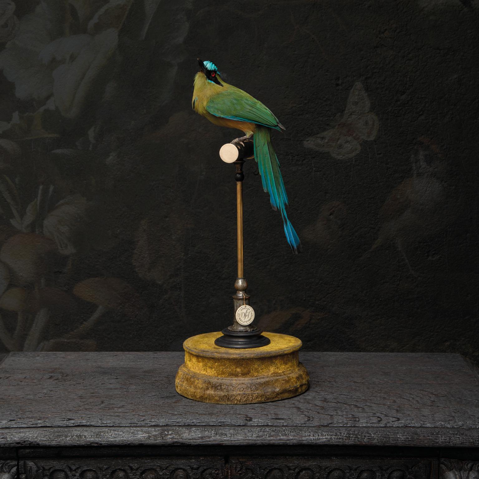 Contemporary Fine Taxidermy Blue-Capped-Motmot by Sinke & Van Tongeren