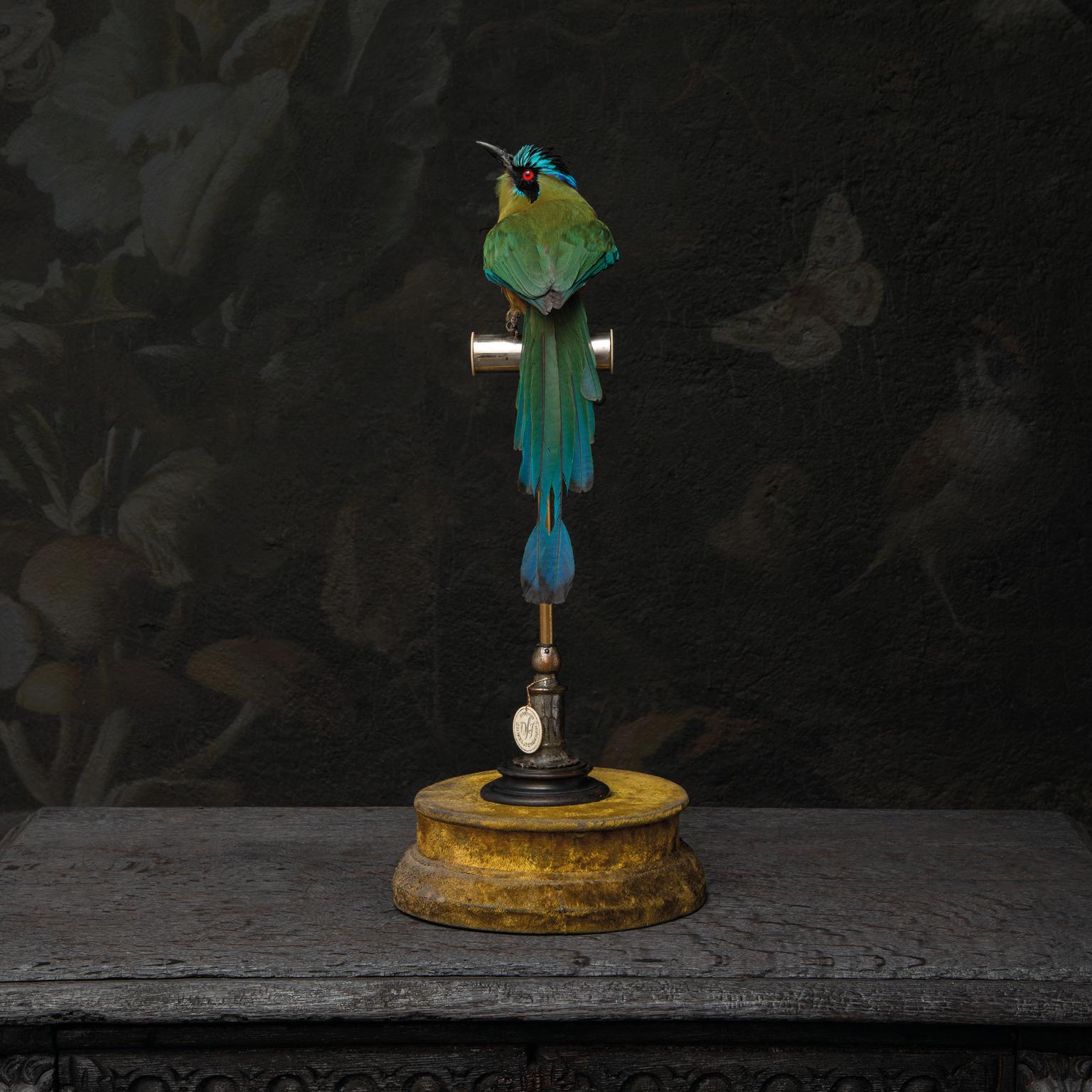 Animal Skin Fine Taxidermy Blue-Capped-Motmot by Sinke & Van Tongeren