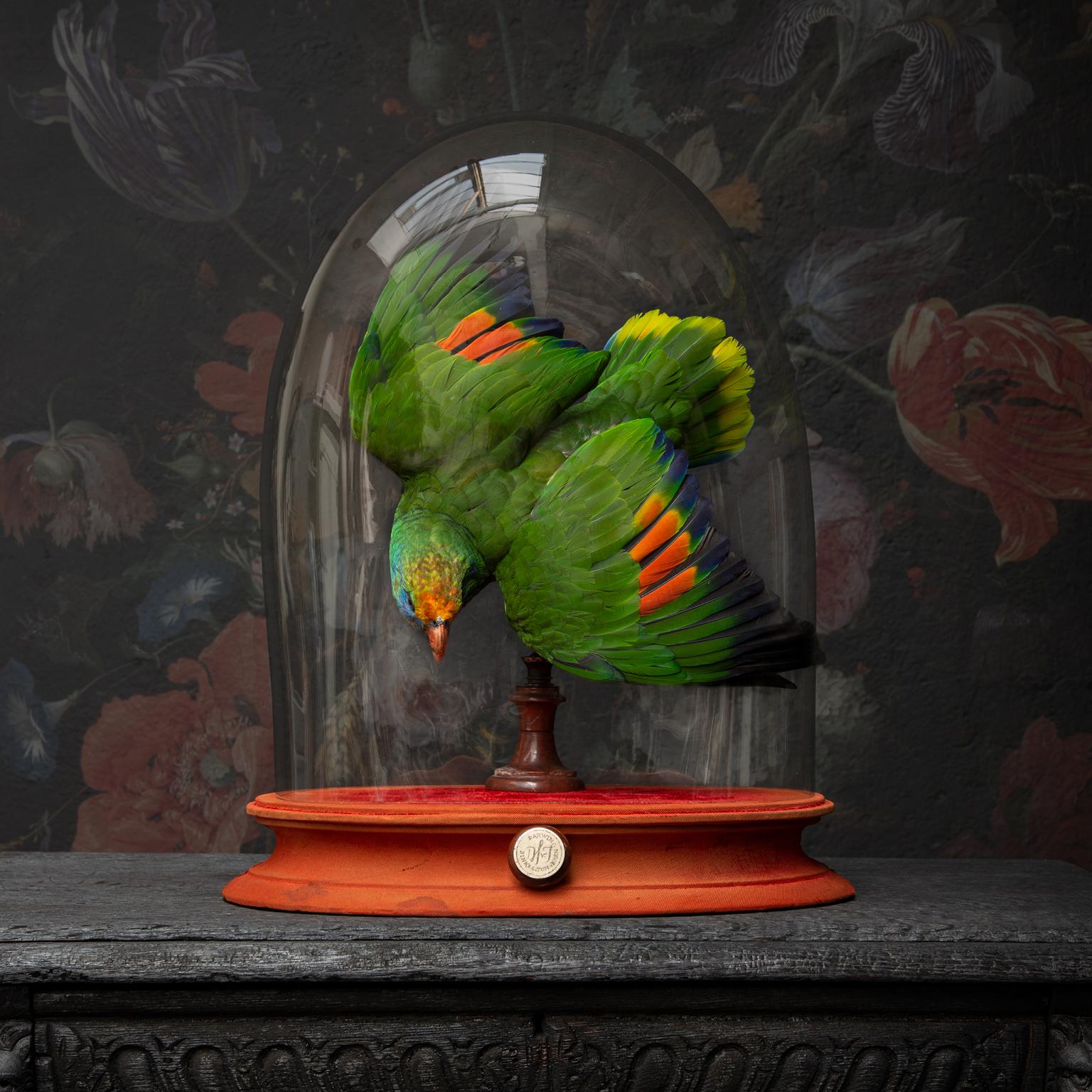 This tropical wonder has a lot to show off. It is created fan-shaped so it enables him to do just that. It floats under an antique oval glass dome resting on an early 19th century velvet base.

Note. All animals used for their work came from