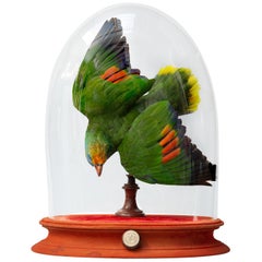 Fine Taxidermy Blue-Cheeked Amazon under Glass Dome by Sinke & Van Tongeren