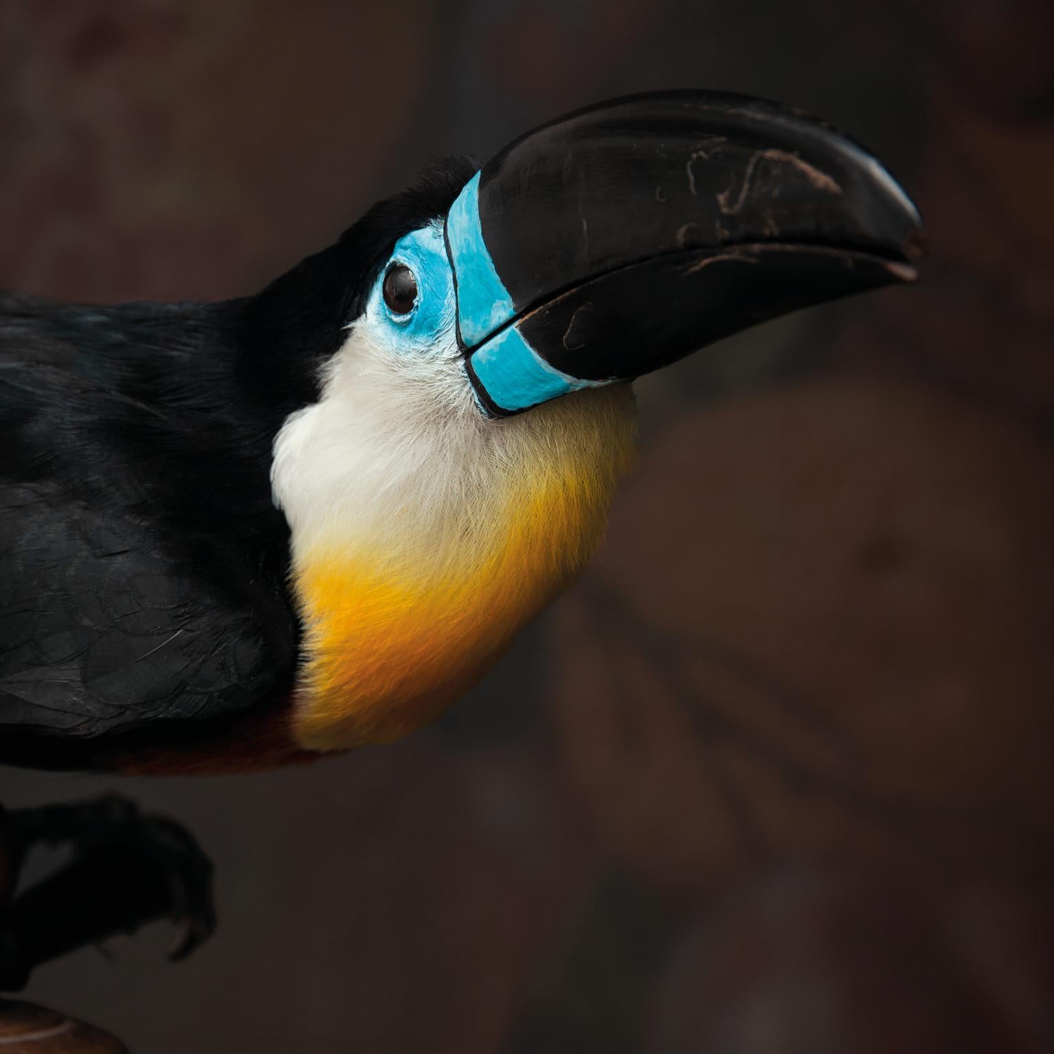 We love the Channel-billed Toucan for being so graphical. As if it is from a colouring page. The large colour blocks of blue and red and orange combined with the thick black line on his beak makes him a powerful appearance. The black base we created