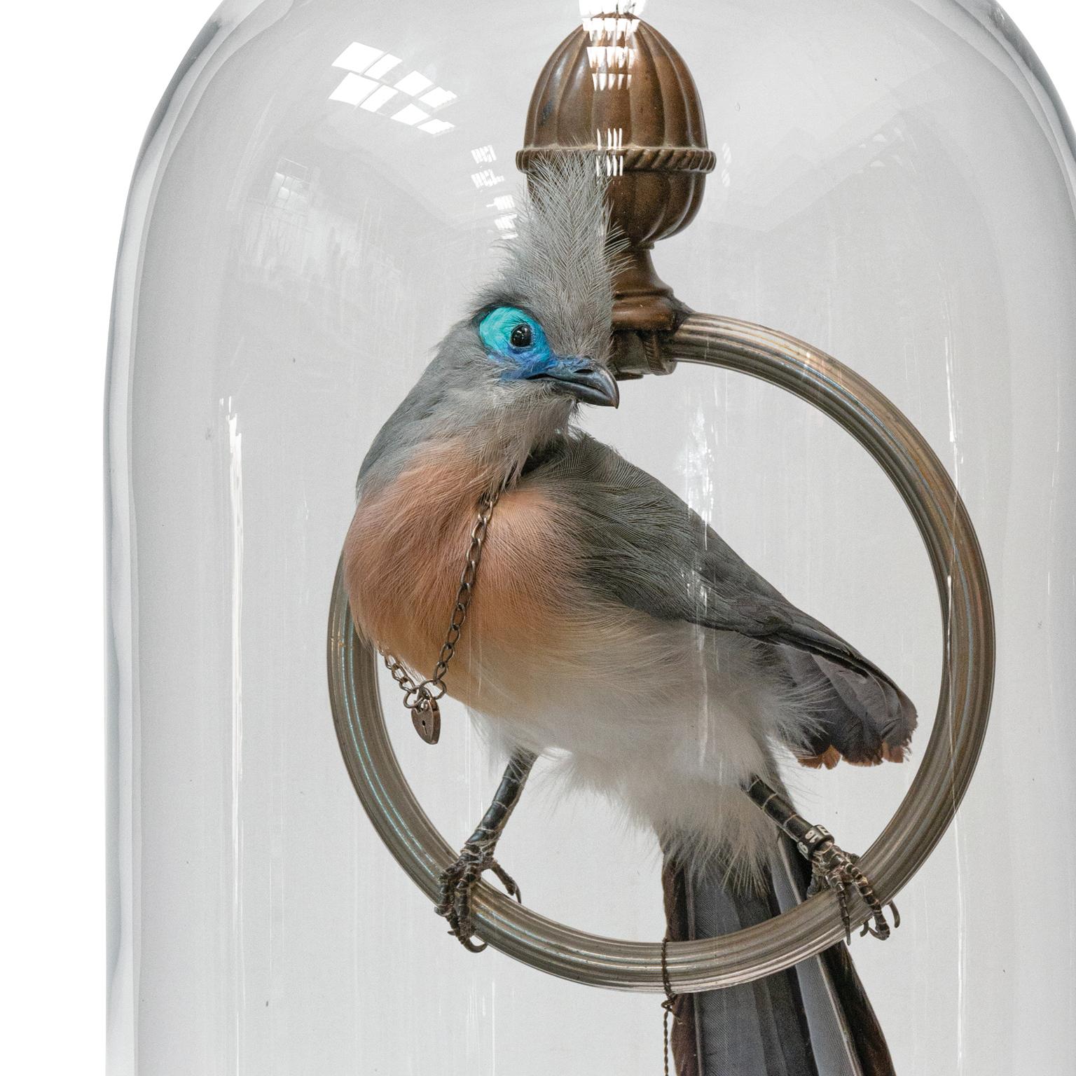 Cet oiseau gracieux (Coua cristata) a un visage éblouissant. Des taches turquoise et bleues extrêmement brillantes le font remarquer à Madagascar. Elle porte un collier ancien avec une petite serrure en forme de cœur. Nous avons découvert une