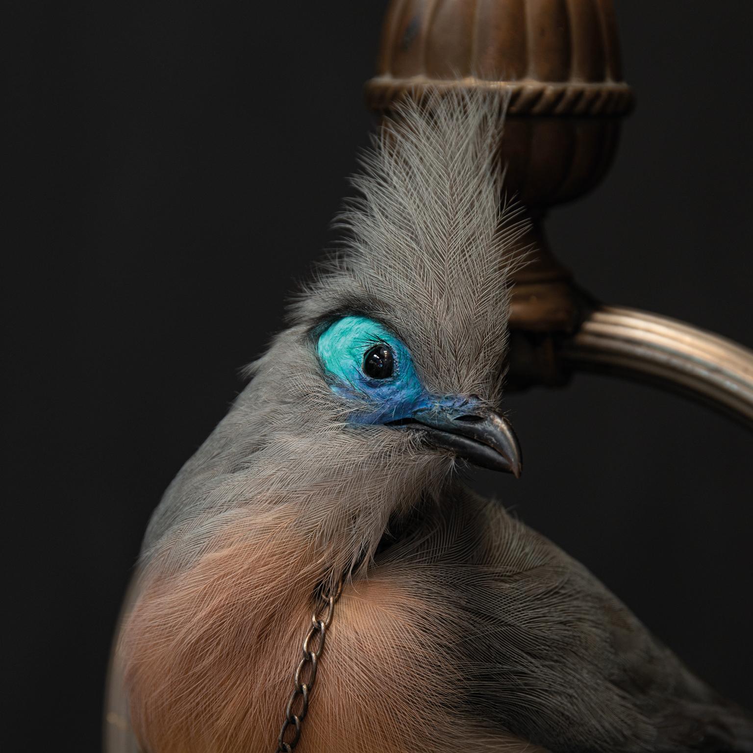 Fine Taxidermy Crested Coua by Sinke & Van Tongeren In Excellent Condition In Haarlem, NL