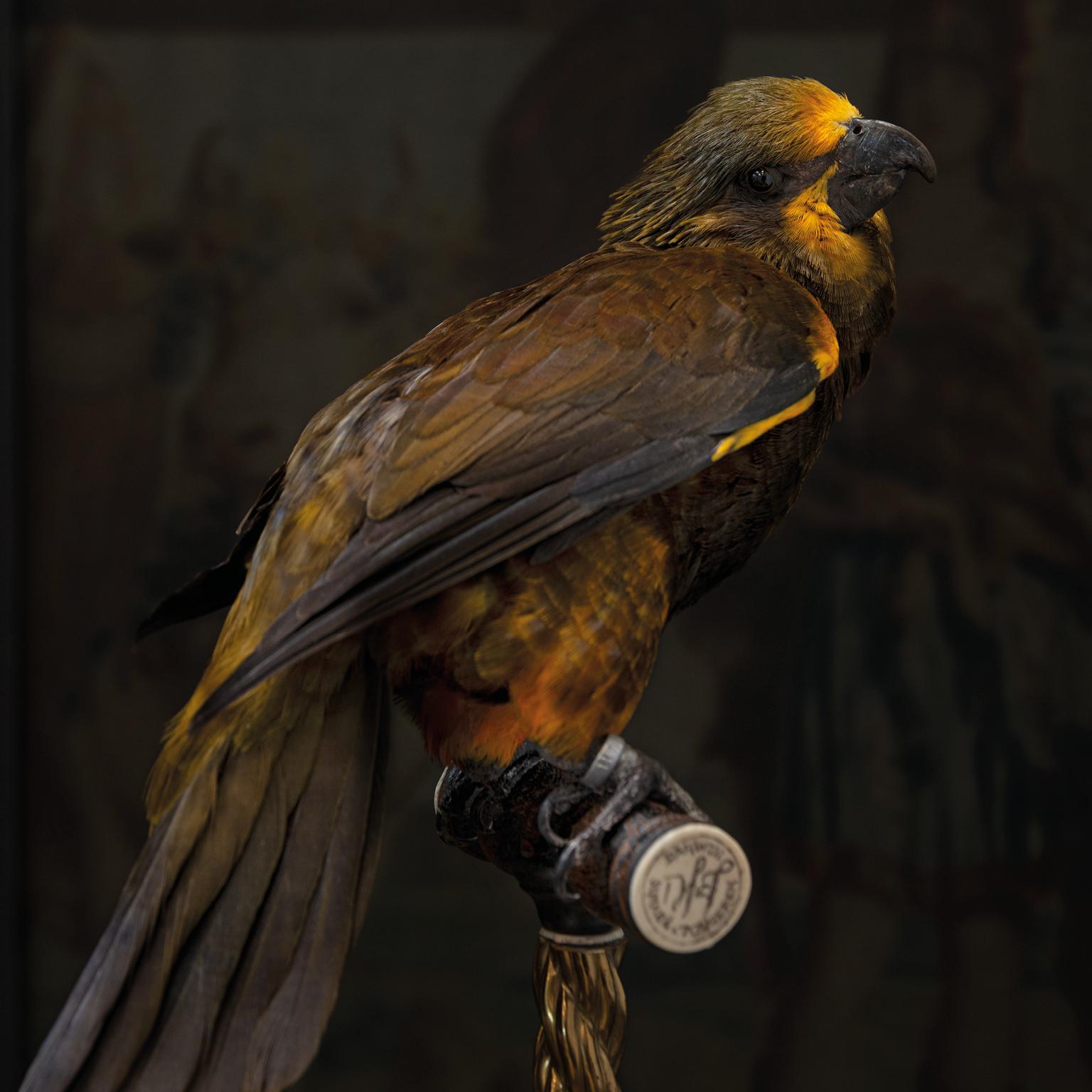 Contemporary Fine Taxidermy Duyvenbode's Lory by Sinke & Van Tongeren For Sale