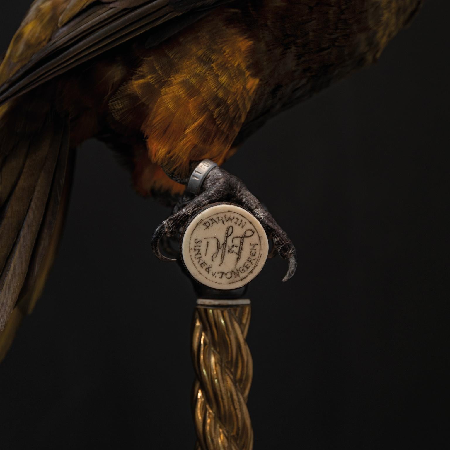 Animal Skin Fine Taxidermy Duyvenbode's Lory by Sinke & Van Tongeren For Sale