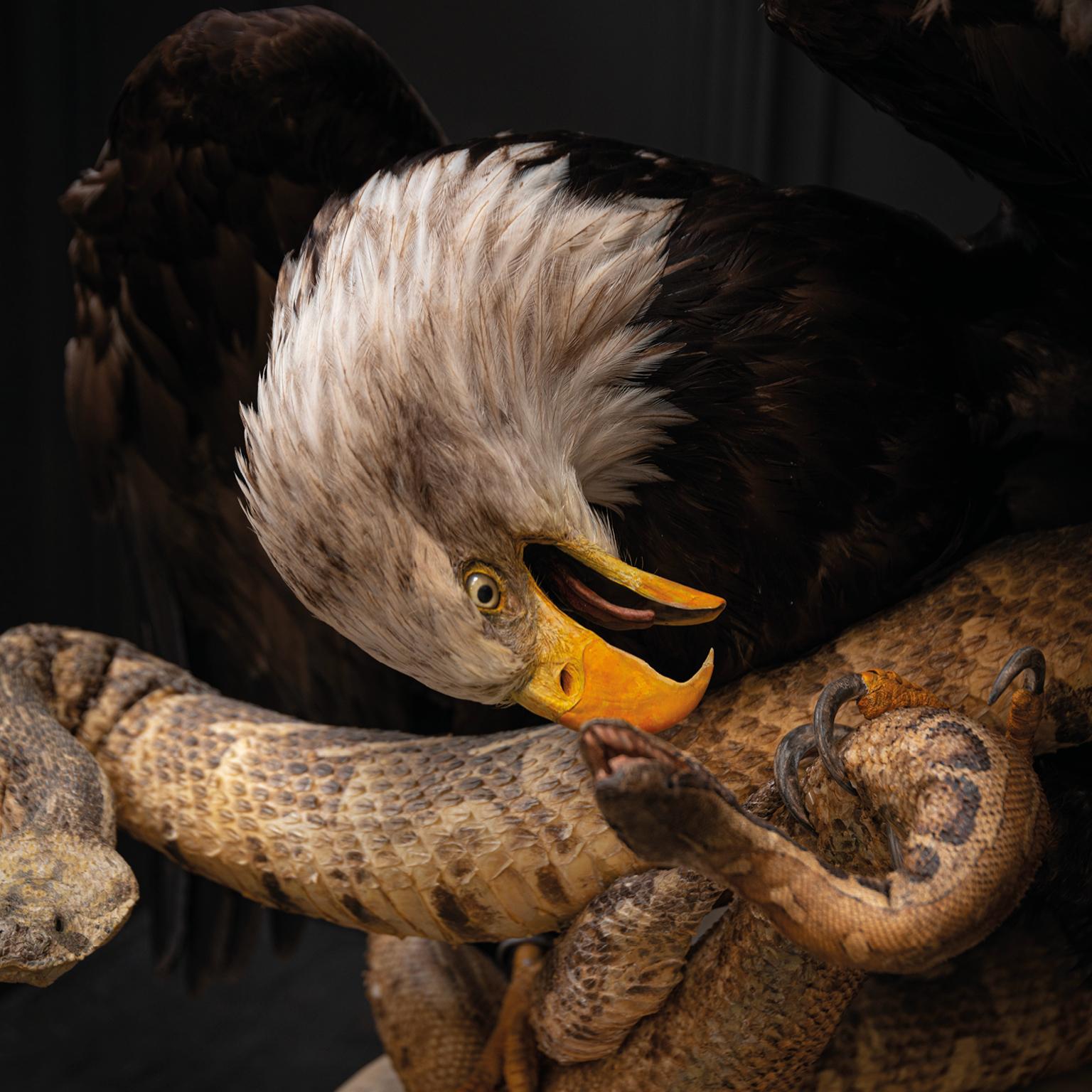 Animal Skin Fine Taxidermy Eagles and Snakes Duo by Sinke & Van Tongeren For Sale
