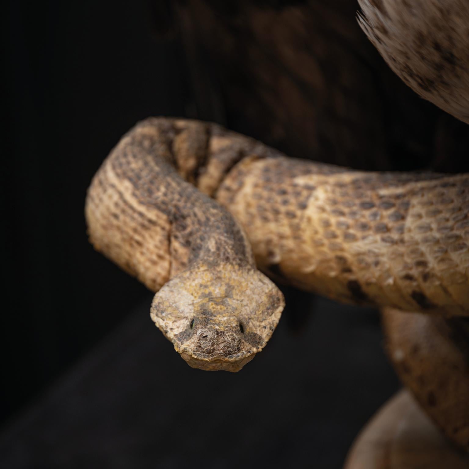 Duo d'aigles et de serpents de taxidermie de Sinke & Van Tongeren en vente 4