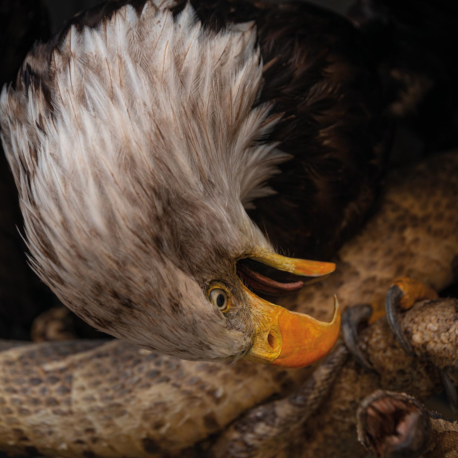 Fine Taxidermy Eagles and Snakes Duo by Sinke & Van Tongeren For Sale 4