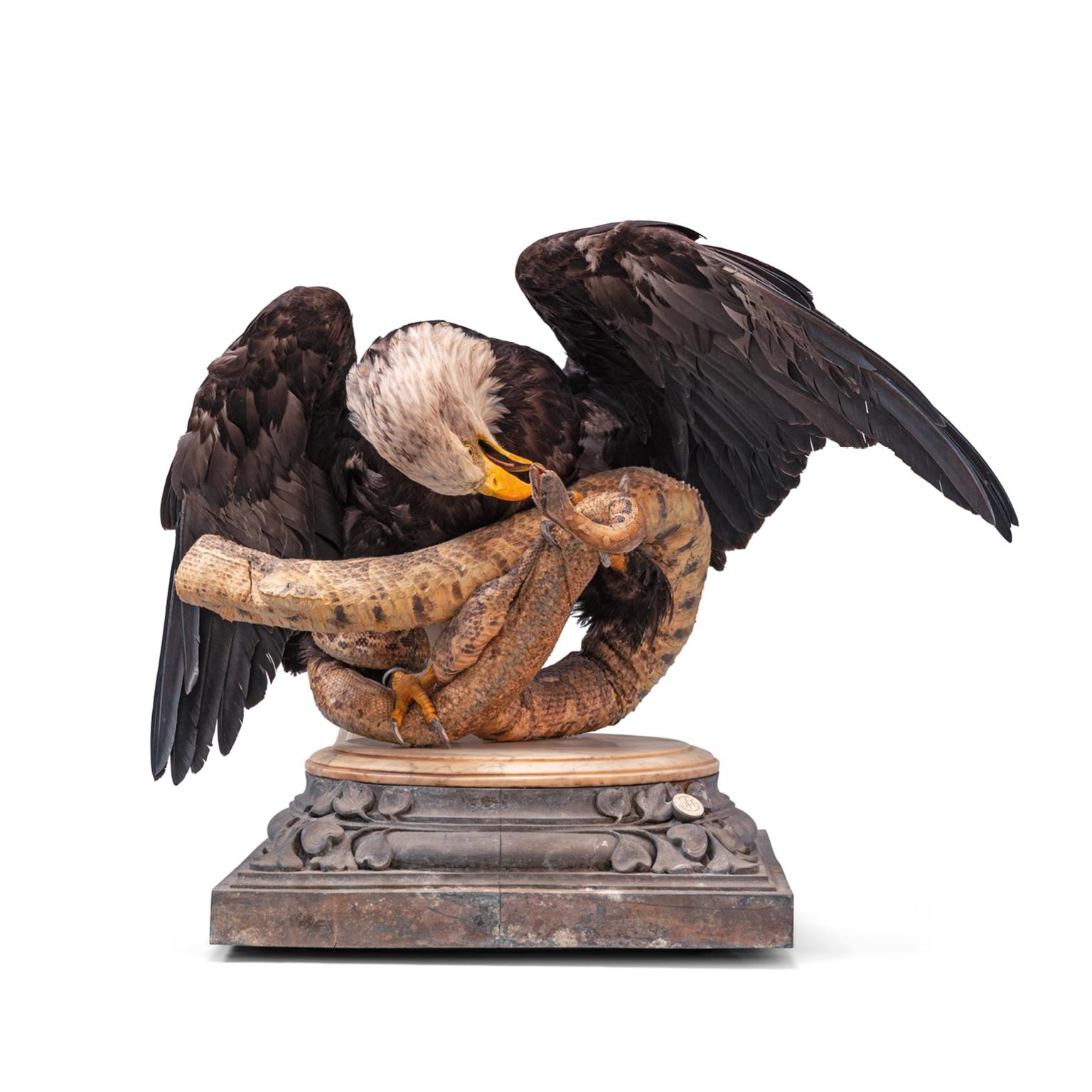 Left: Bald Eagle & Snakes (Haliaeetus leucocephalus)
This magnificent bird of prey fighting two snakes. A Puff adder (Bitis arietans)
and a Blood Python (Python brongersmai). This battle takes place on top of an antique marble and zinc
