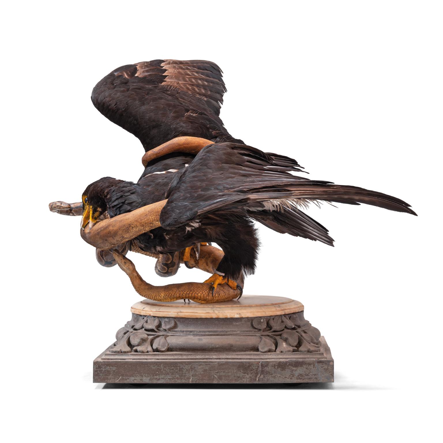 Victorian Fine Taxidermy Eagles and Snakes Duo by Sinke & Van Tongeren For Sale