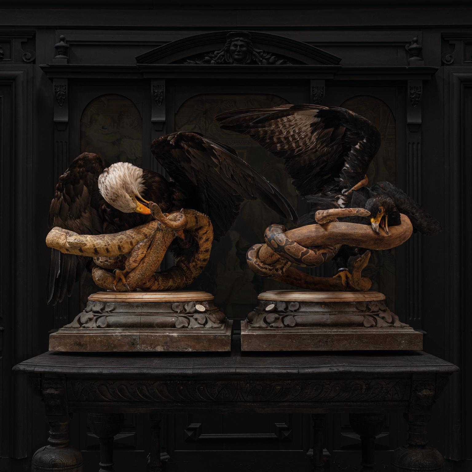 Fine Taxidermy Eagles and Snakes Duo by Sinke & Van Tongeren In Excellent Condition For Sale In Haarlem, NL