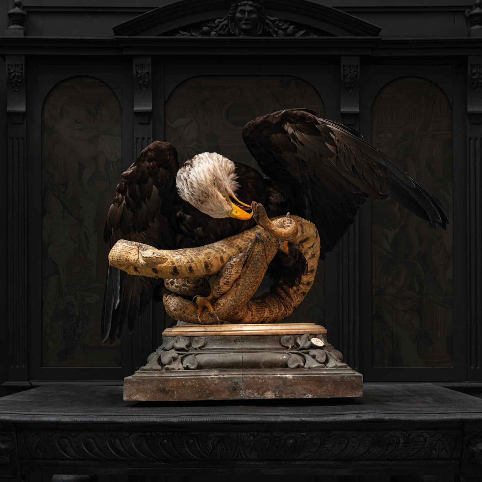 Contemporary Fine Taxidermy Eagles and Snakes Duo by Sinke & Van Tongeren For Sale