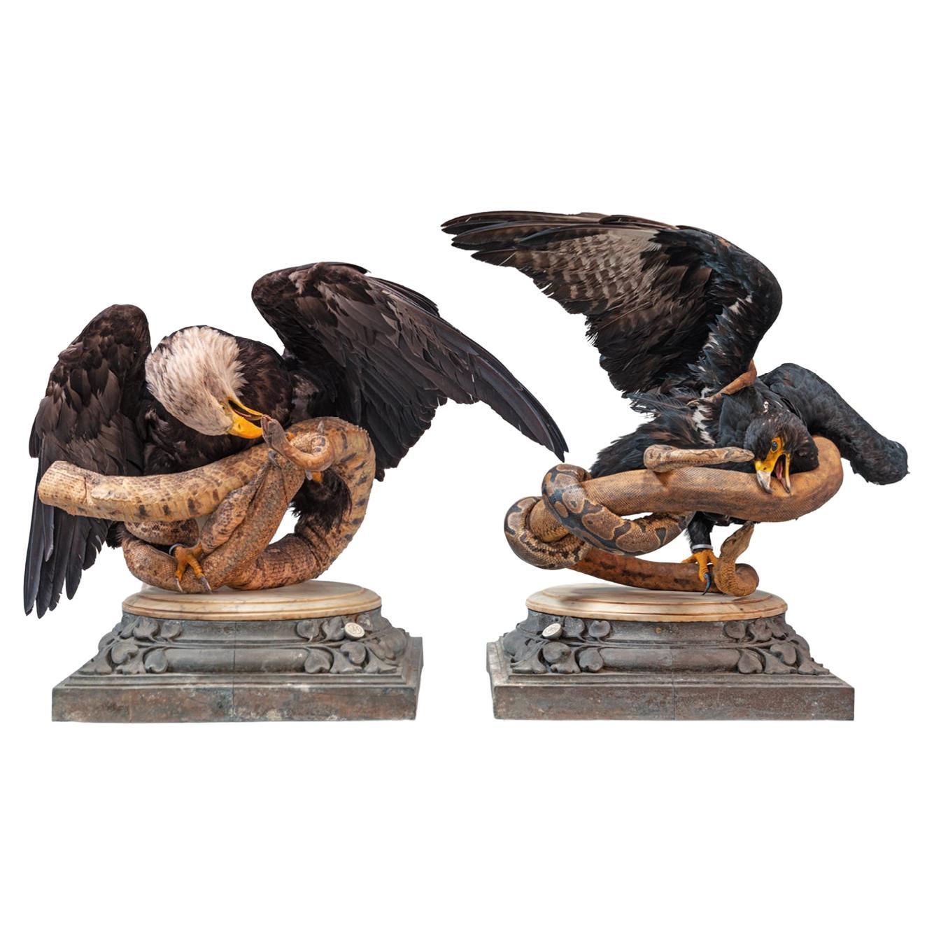 Fine Taxidermy Eagles and Snakes Duo by Sinke & Van Tongeren