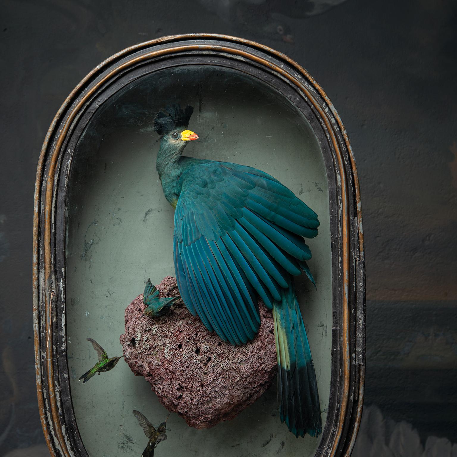 This Great Blue Turaco sits on top of a piece of organ pipe coral. Three humming birds hoover around the coral in this tableau. Housed in an antique metal display case that
compliments the pale blue and green colour palette. A little skylight in
