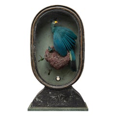 Fine Taxidermy Great Blue Turaco by Sinke & Van Tongeren