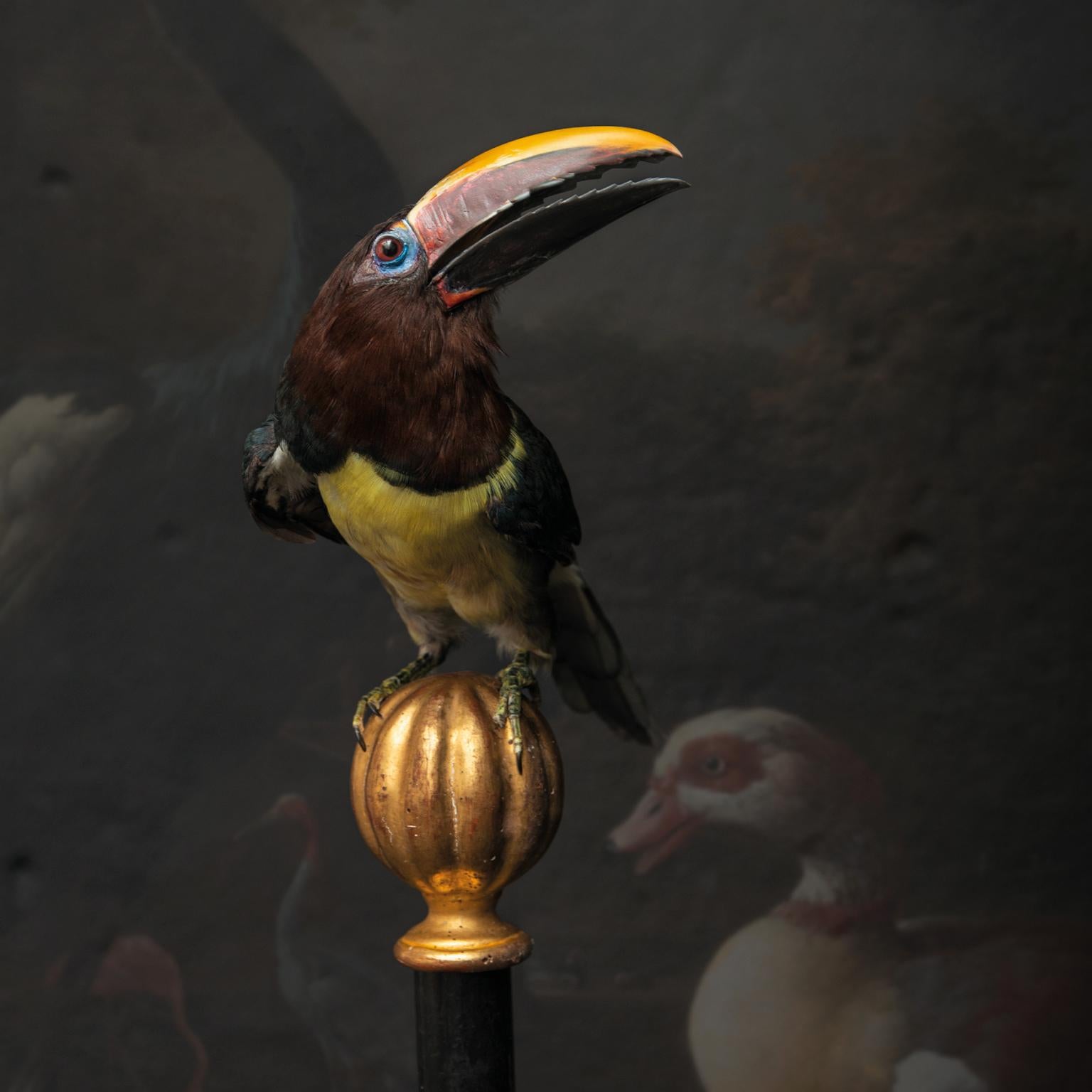 Contemporary Fine Taxidermy Green Aracari by Sinke & Van Tongeren