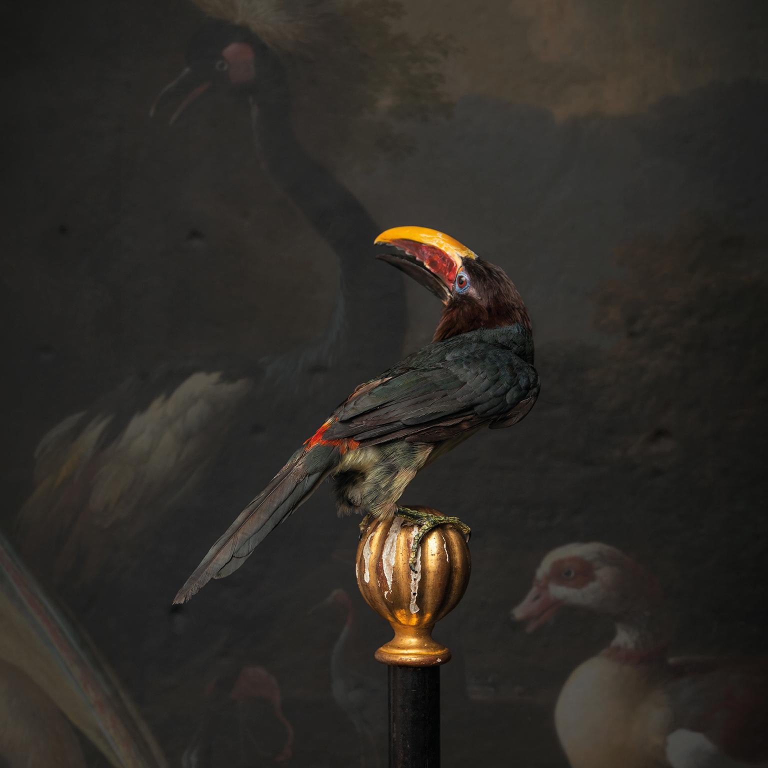 Animal Skin Fine Taxidermy Green Aracari by Sinke & Van Tongeren