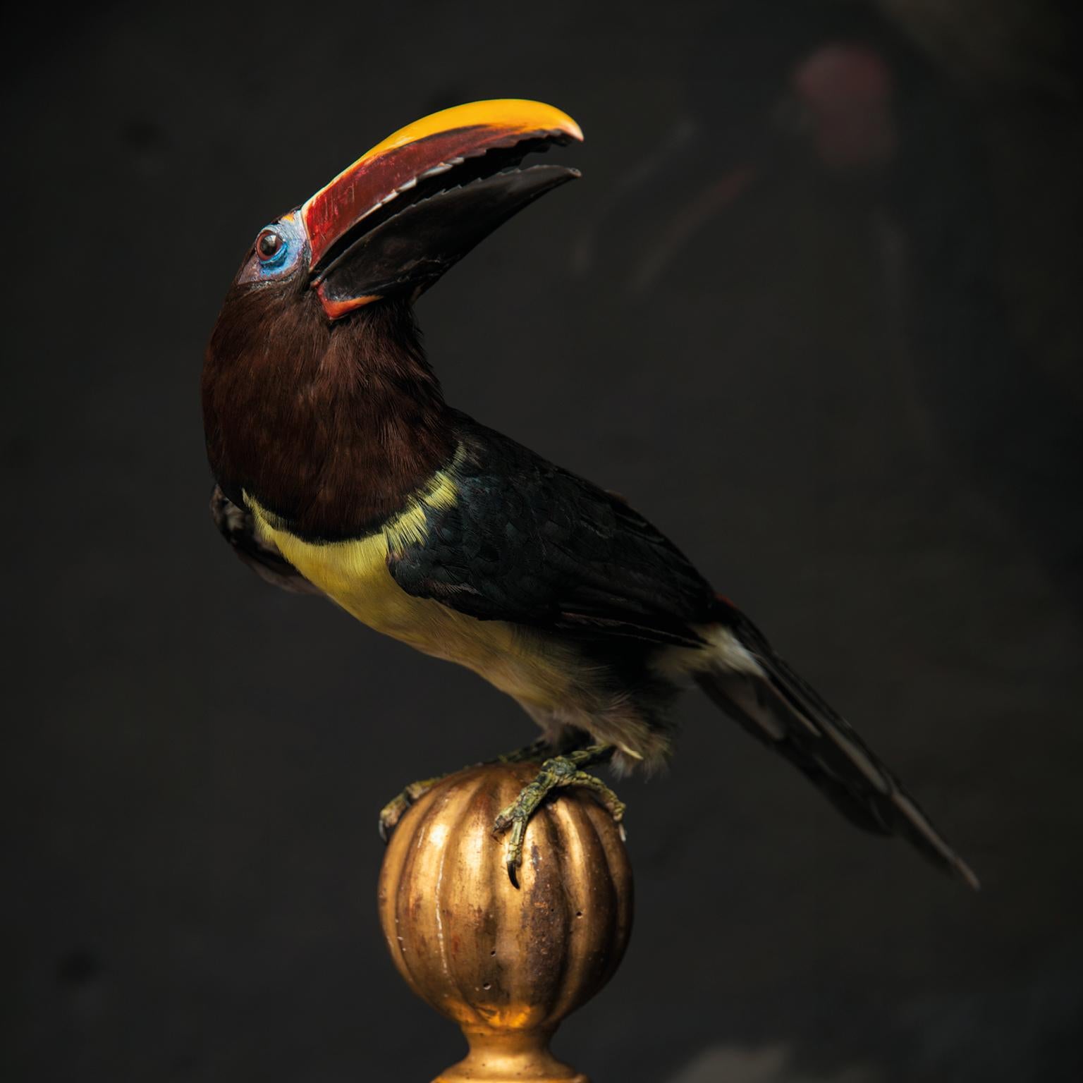 Fine Taxidermy Green Aracari by Sinke & Van Tongeren 1