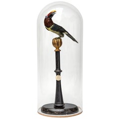 Fine Taxidermy Green Aracari by Sinke & Van Tongeren