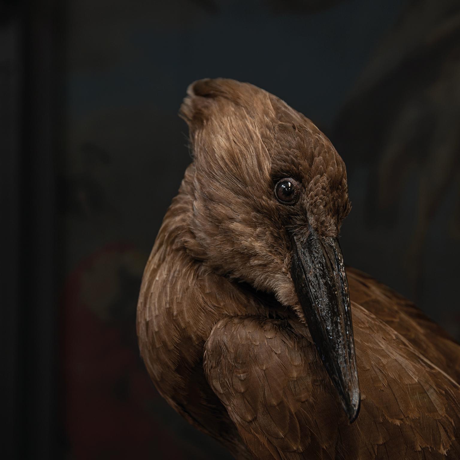 Fine Taxidermy Hamerkop by Sinke & Van Tongeren For Sale 1