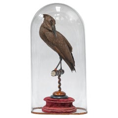 Vintage Fine Taxidermy Hamerkop by Sinke & Van Tongeren