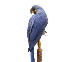 Guacamayo jacinto de Taxidermia fina de Sinke & Van Tongeren