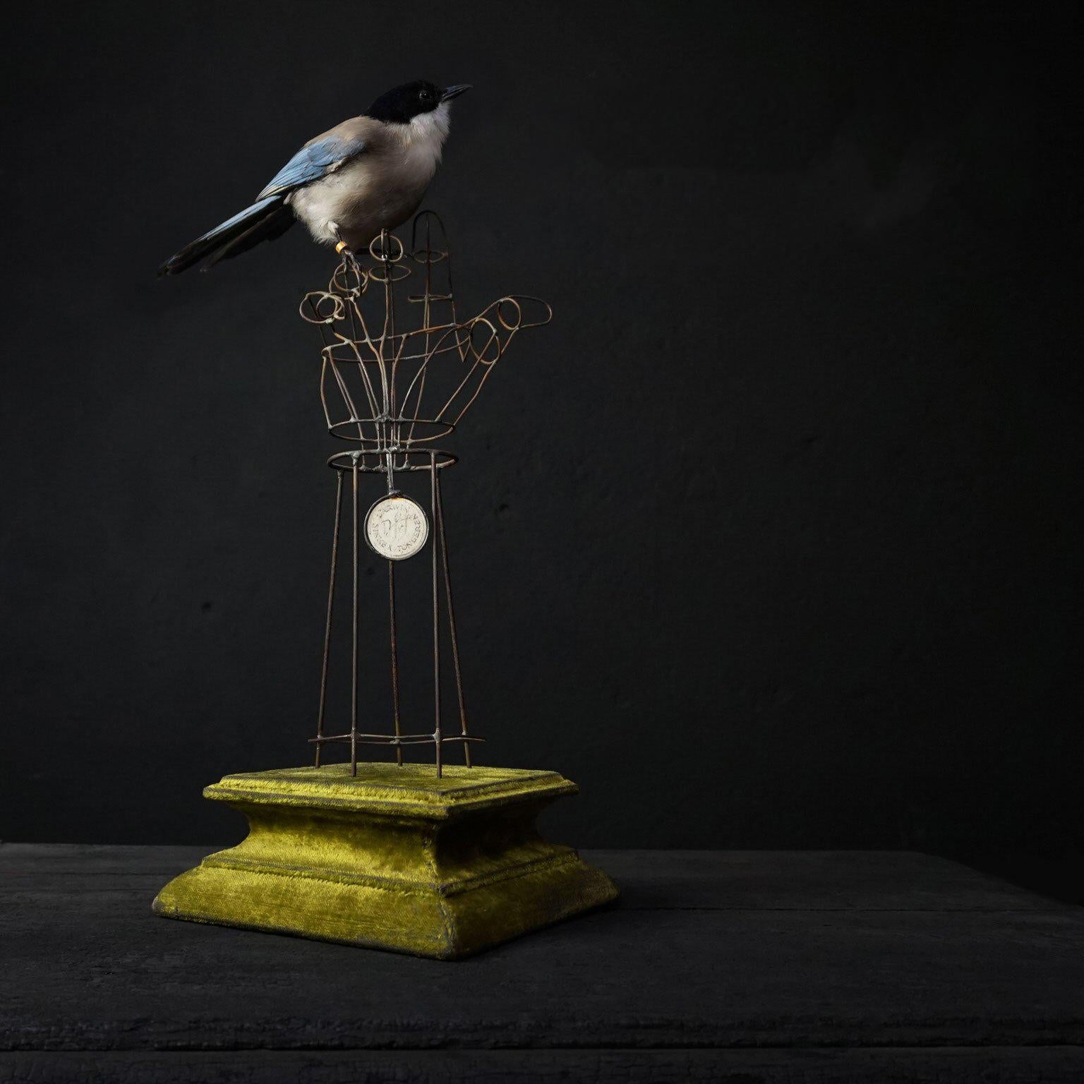 taxidermy magpie