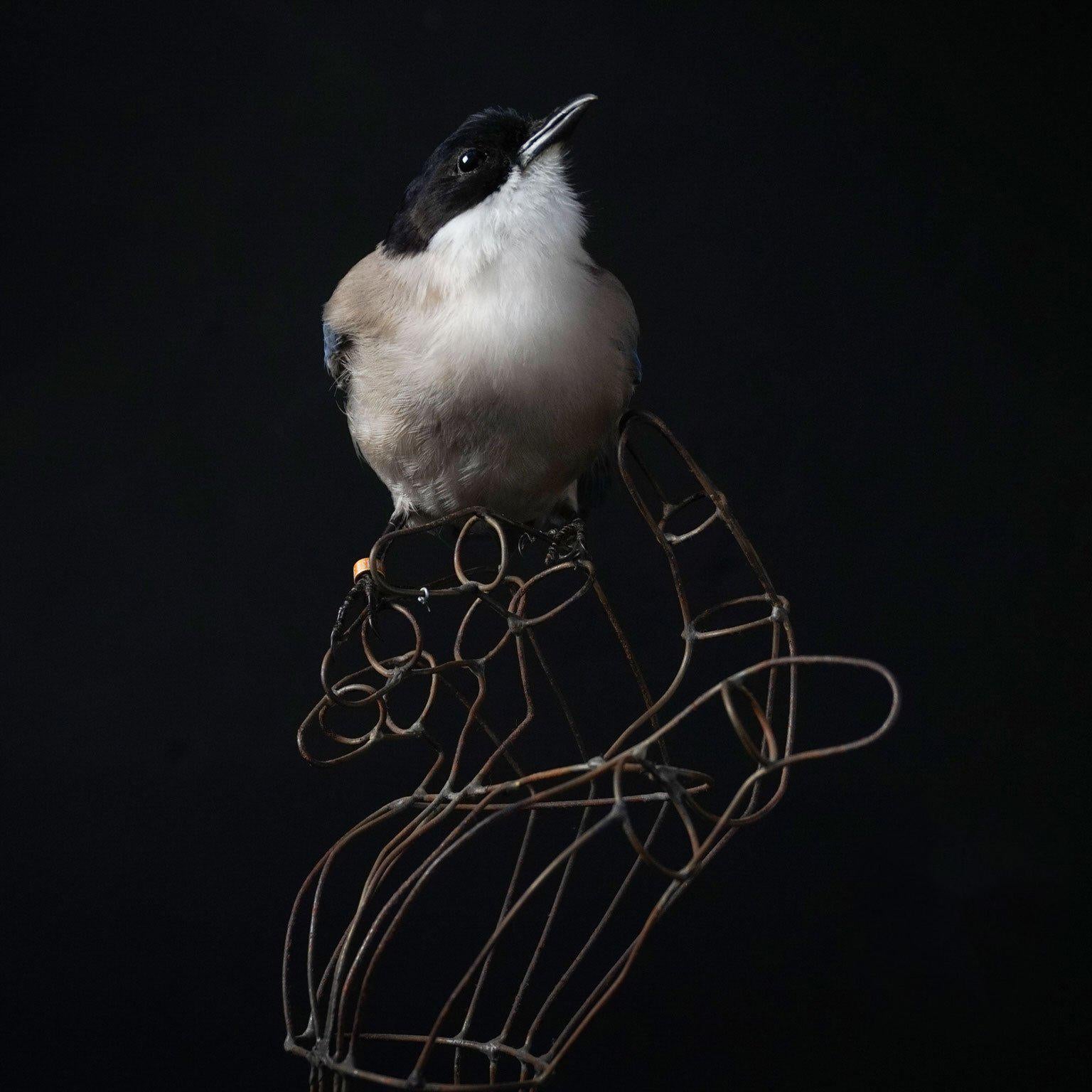 Fine Taxidermy Iberian Azure-Winged Magpie by Sinke & Van Tongeren 2