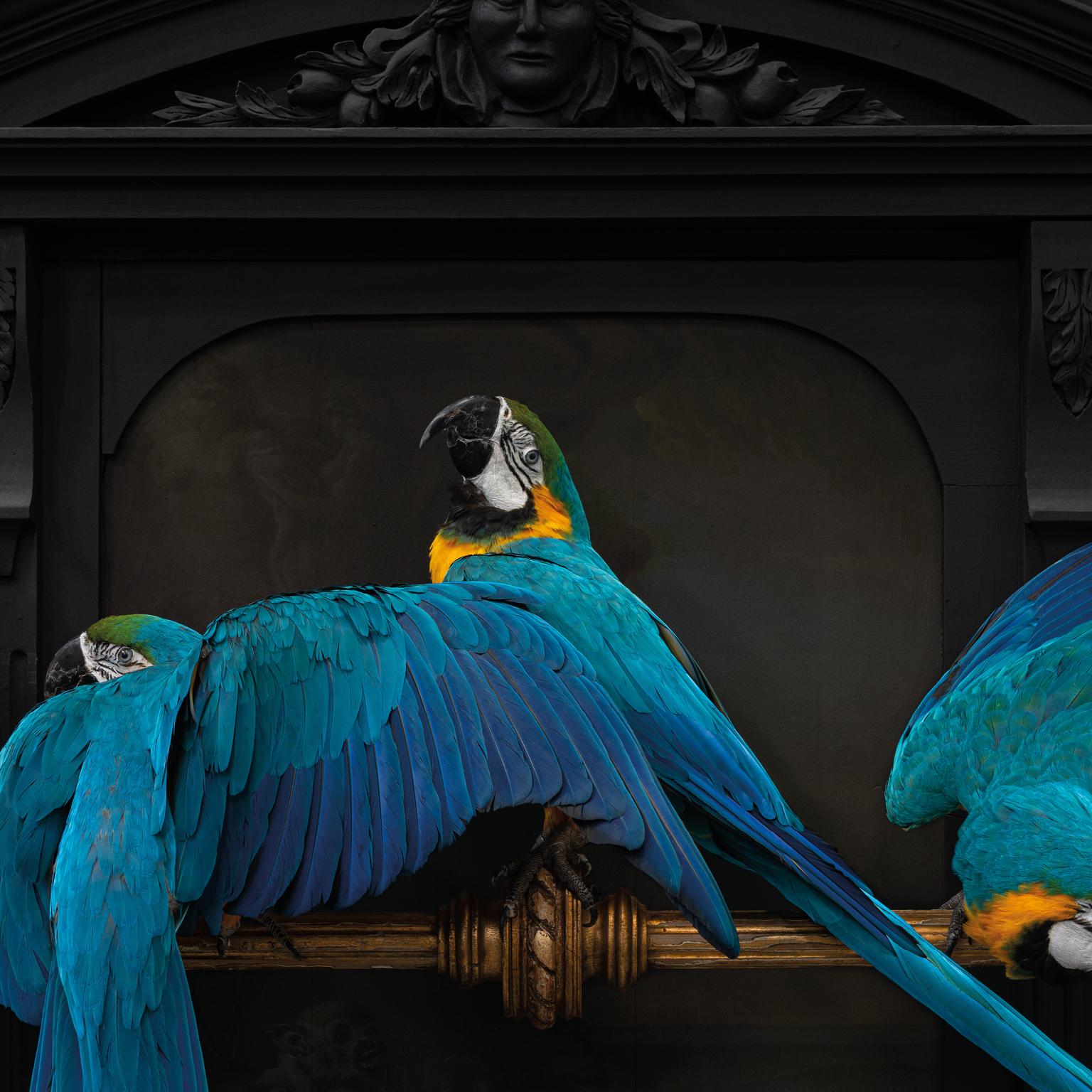 Fine Taxidermy IV Macaws on a Row by Sinke & Van Tongeren For Sale 4
