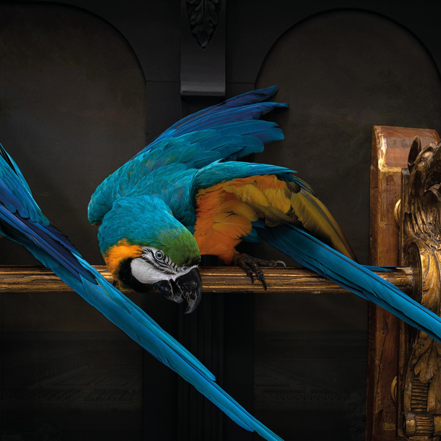 Fine Taxidermy IV Macaws on a Row by Sinke & Van Tongeren For Sale 6