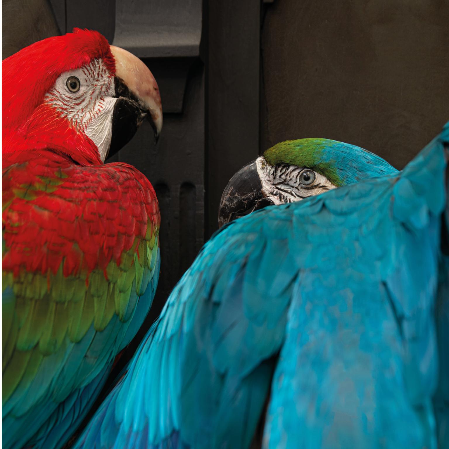 Fine Taxidermy IV Macaws on a Row by Sinke & Van Tongeren For Sale 12