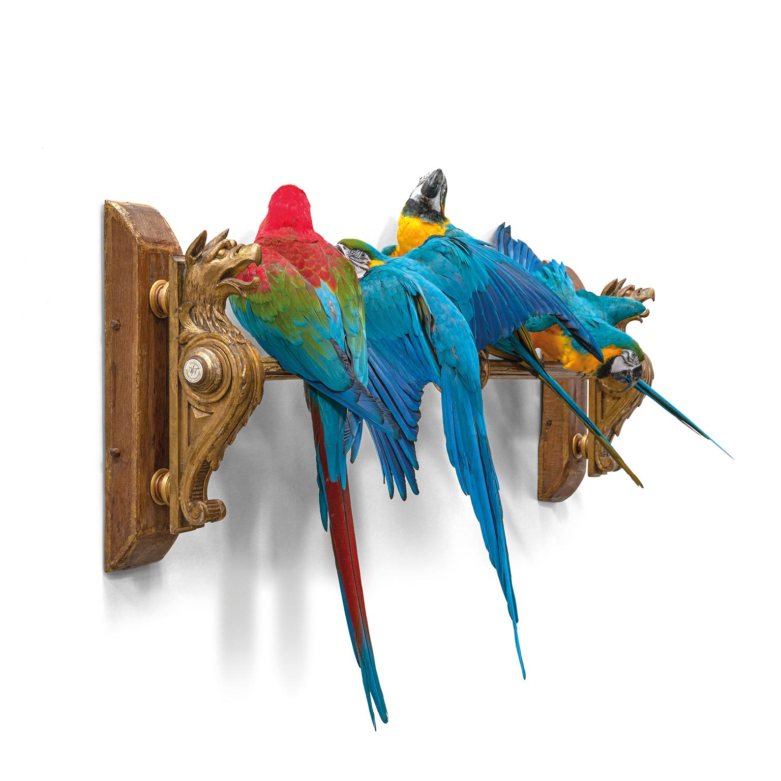 Four magnificent macaws on a row. Perched on a gild wooden ornament that is waal mounted. A composition inspired by the famous 17th century Hondecoeter paintings. Resulting in a dynamic tableaux that exploding in colour.

One Red-and-green macaw