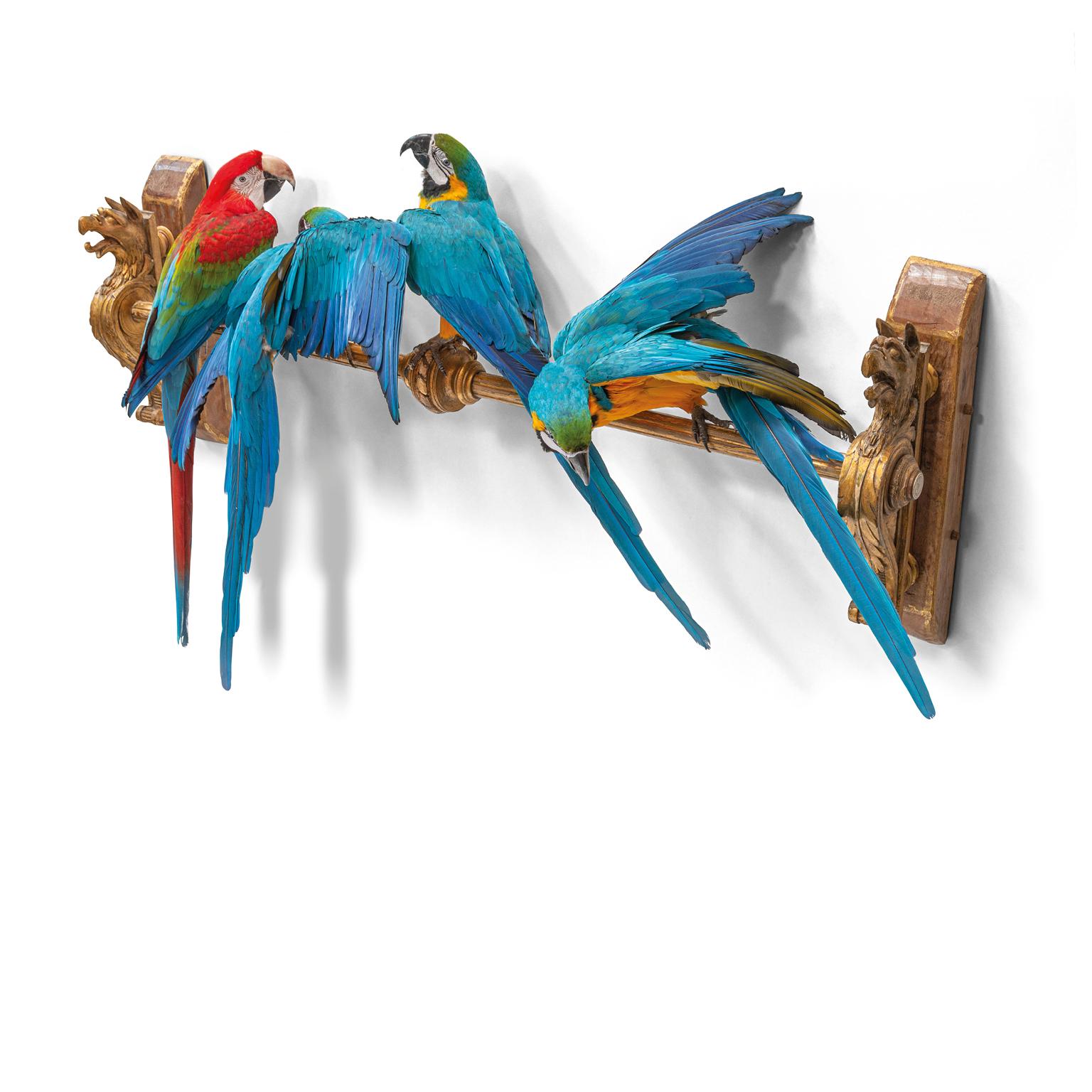 Victorian Fine Taxidermy IV Macaws on a Row by Sinke & Van Tongeren For Sale